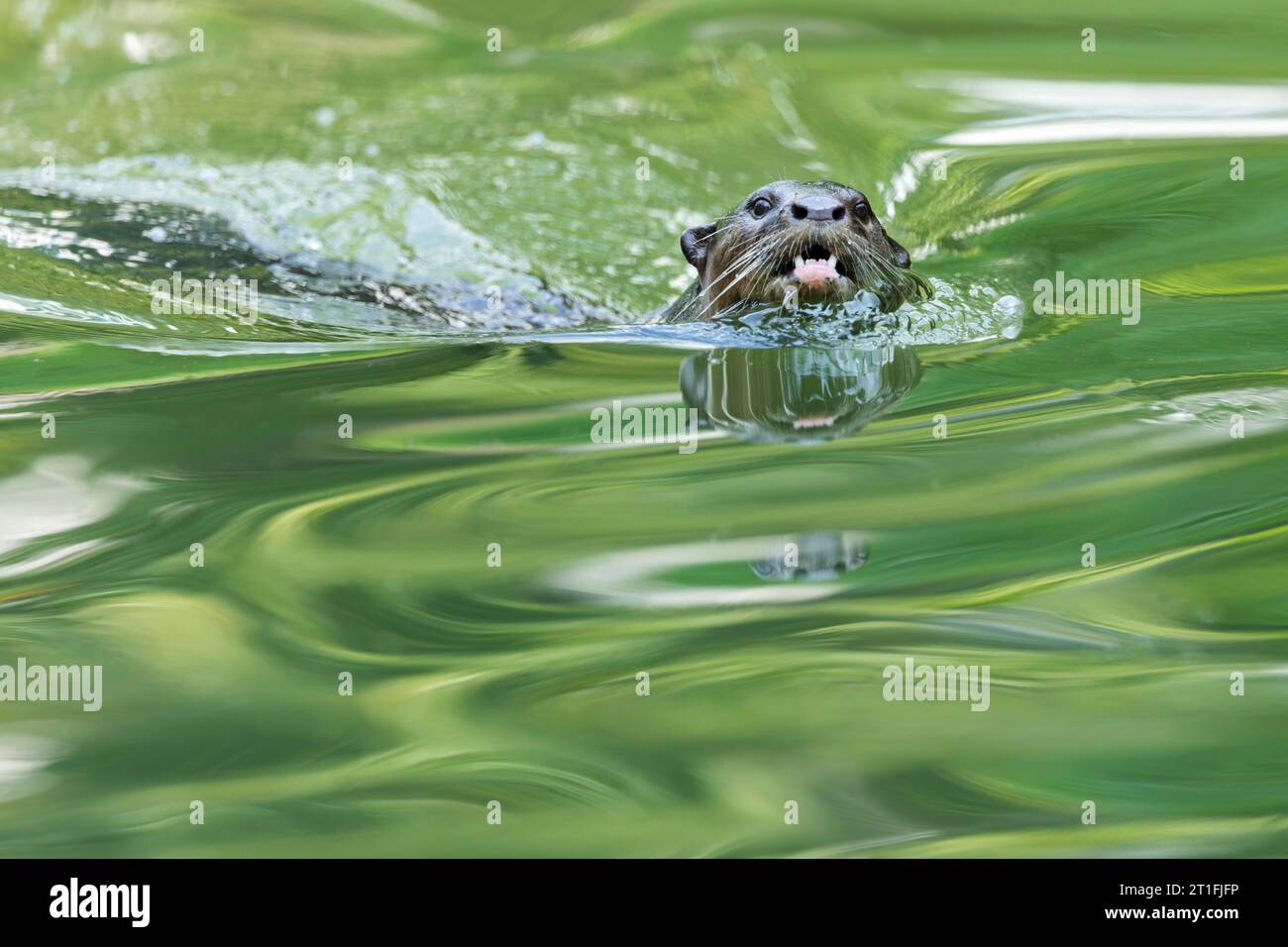 Smooth coated otter swimming in urban river, My Waterway@Punggol in Singapore. Stock Photo