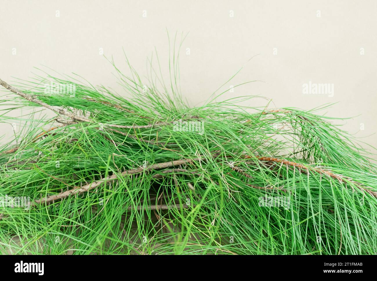 Fresh cut pine branches hires stock photography and images Alamy