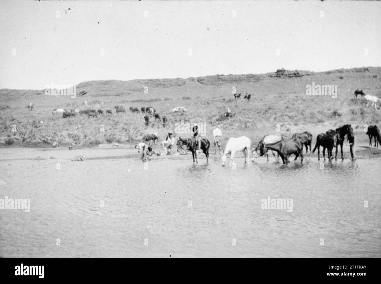 The Second Boer War, 1899-1902 Soldiers of one of the British mounted regiments watering their horses in their camp. They are probably servicemen of the Lothians and Berwickshire Yeomanry. Stock Photo
