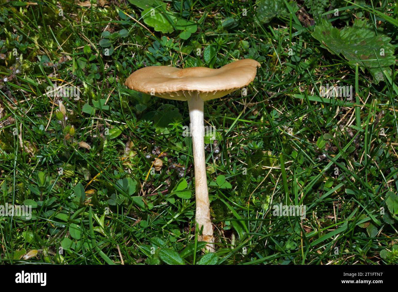 Marasmius oreades (fairy ring champignon) is a fungus found in grassy areas such as meadows and coastal dunes. It occurs in Europe and North America. Stock Photo