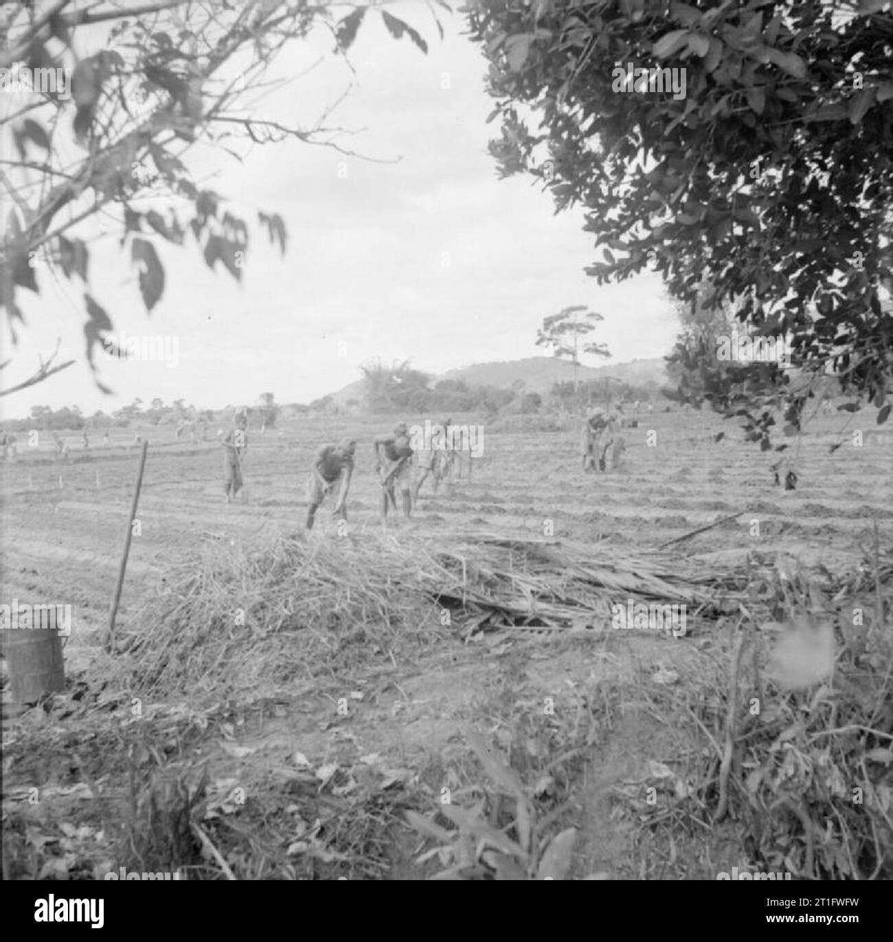 The Allied Reoccupation of French Indo-china Japanese prisoners of war prepare ground surrounding the camp at Cape Saint Jacques for the cultivation of vegetables. The idea was to make this camp, which housed up to 38,500 prisoners, as self-sufficient as possible in terms of foodstuffs. Stock Photo