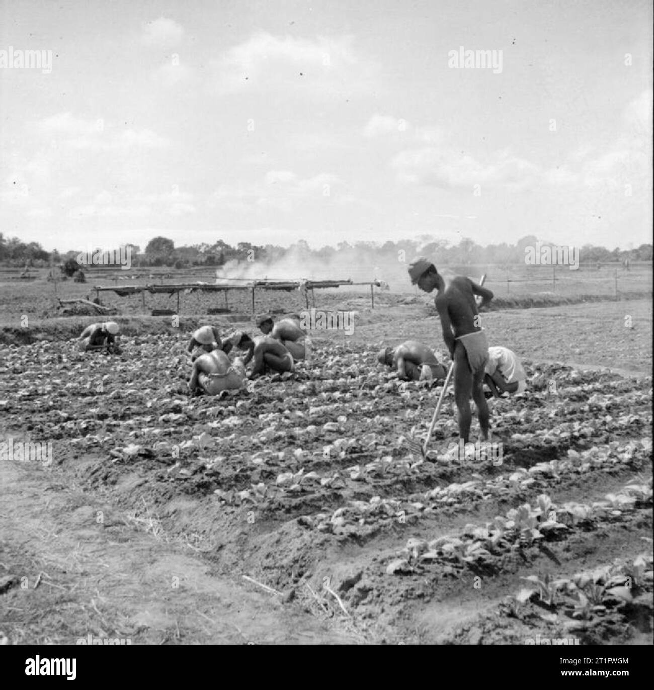 The Allied Reoccupation of French Indo-china Japanese prisoners of war tend seedlings in the large vegetable plots surrounding the camp at Cape Saint Jacques. The idea was to make this camp, which housed up to 38,500 prisoners, as self-sufficient as possible in terms of foodstuffs. Stock Photo