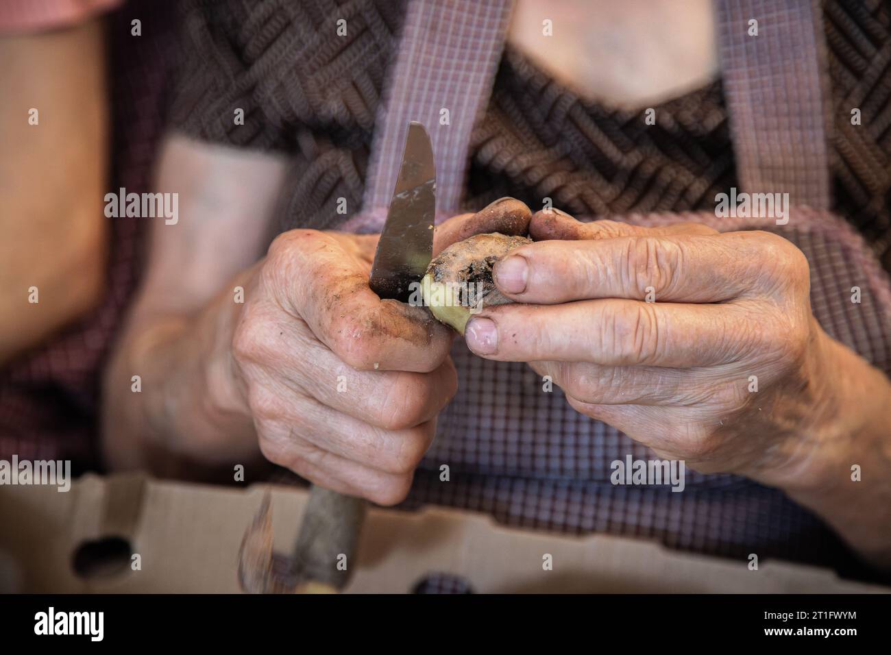 Elderly woman's hands doing domestic work of peeling potatoes. Aged