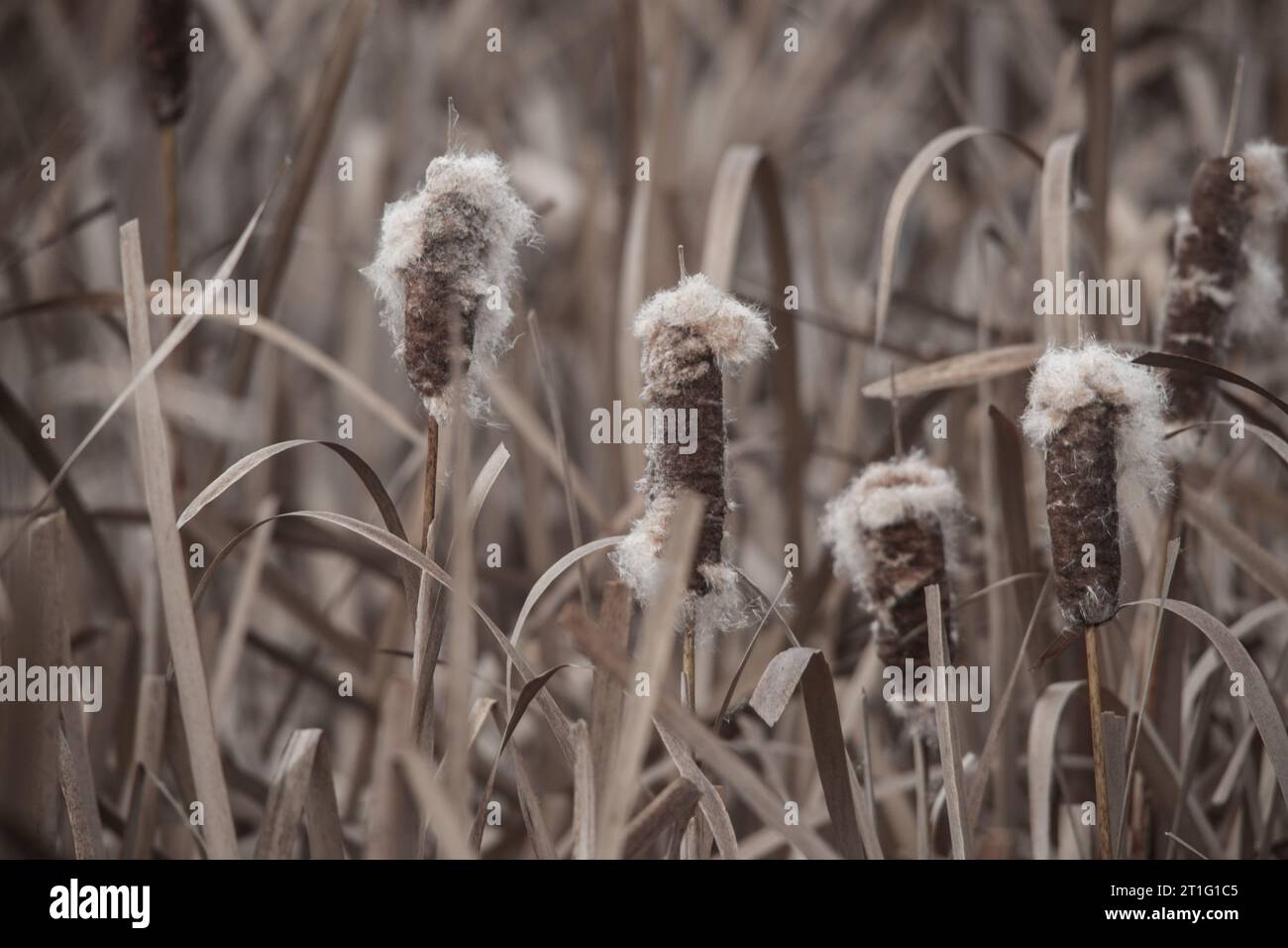 Bush Rush Reeds Reed rush bed hi-res stock photography and images - Alamy