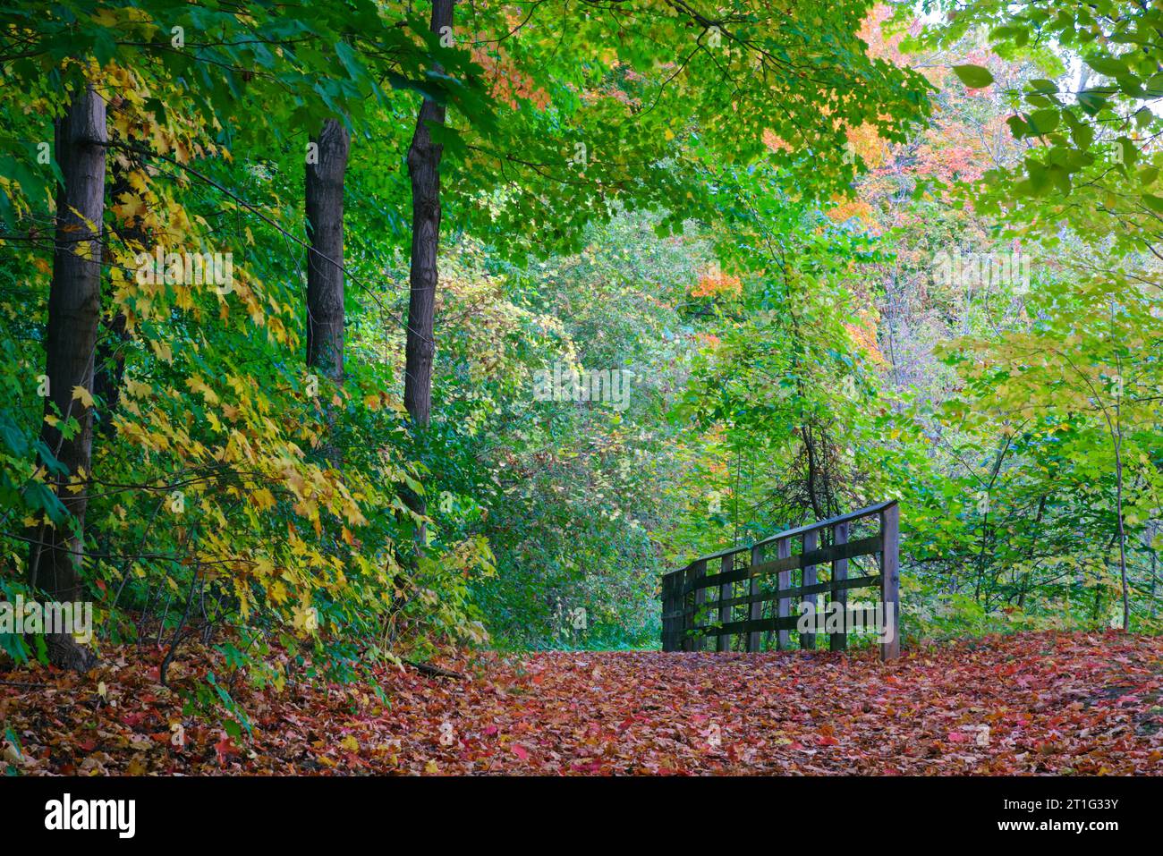 Autumn leaf colour in a public park with maple leaves covering the ...
