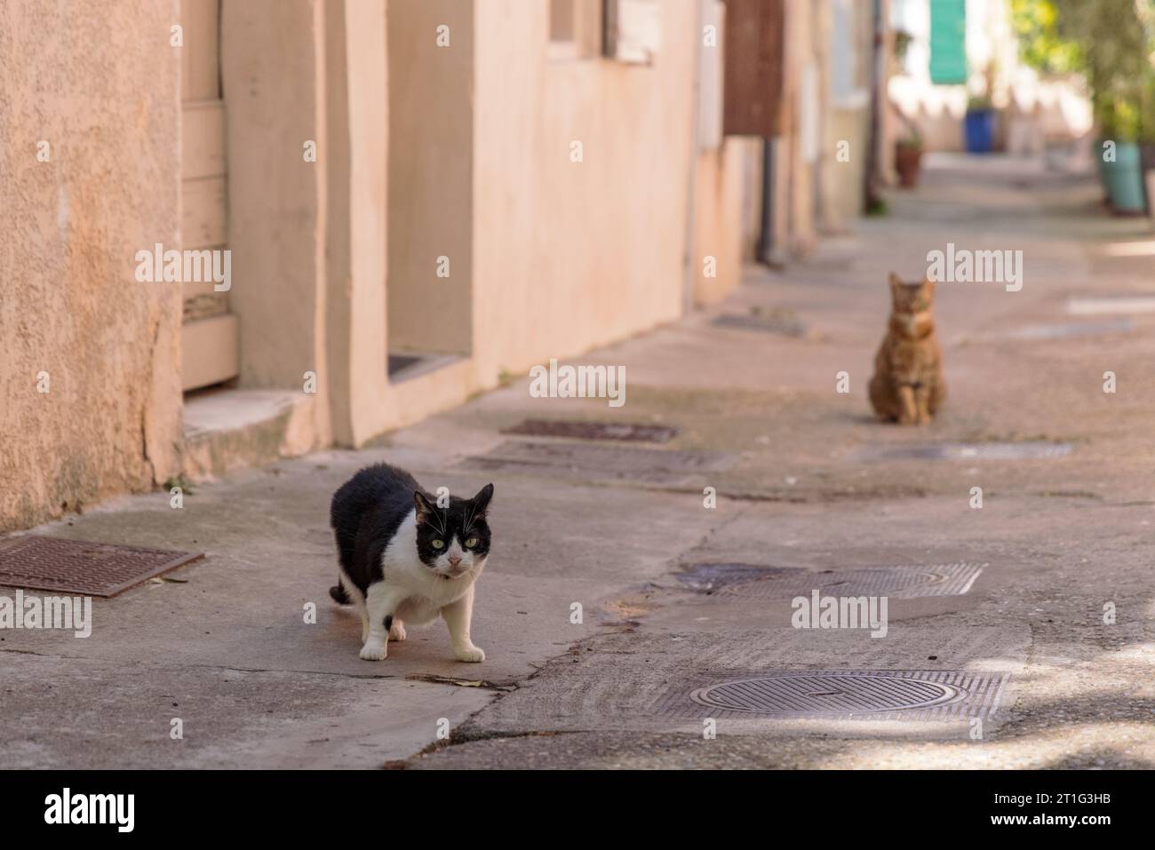 Two cats in a narrow street in La Roquette quarter in the old town of Arles in Provence, southern France Stock Photo