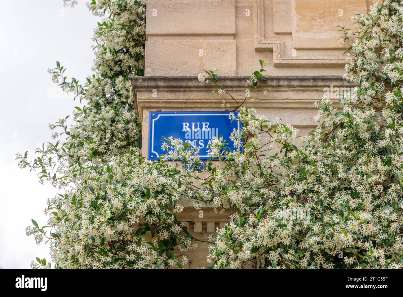 A climbing jasmine plant in bloom covers the corner of a stone building in Bordeaux, France.The jasmine flowers cover the blue street sign. Stock Photo
