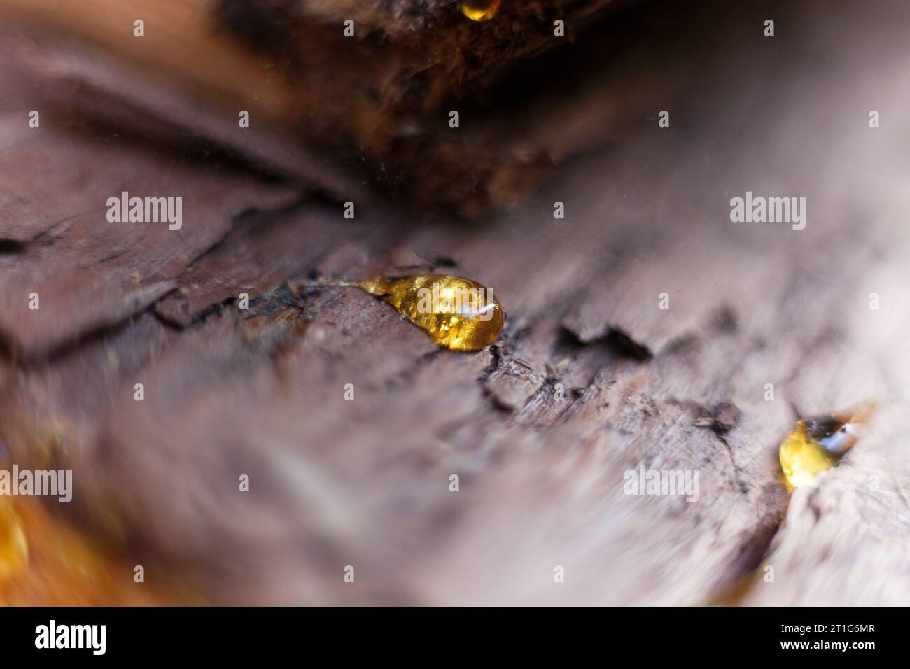 Some resin sap released by a tree Stock Photo