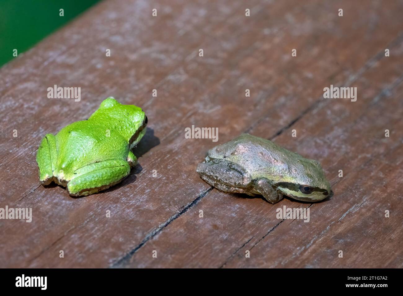 Issaquah, Washington, USA.   Green and brown varieties of Pacific Tree frogs sitting on a cedar wood railing. Stock Photo