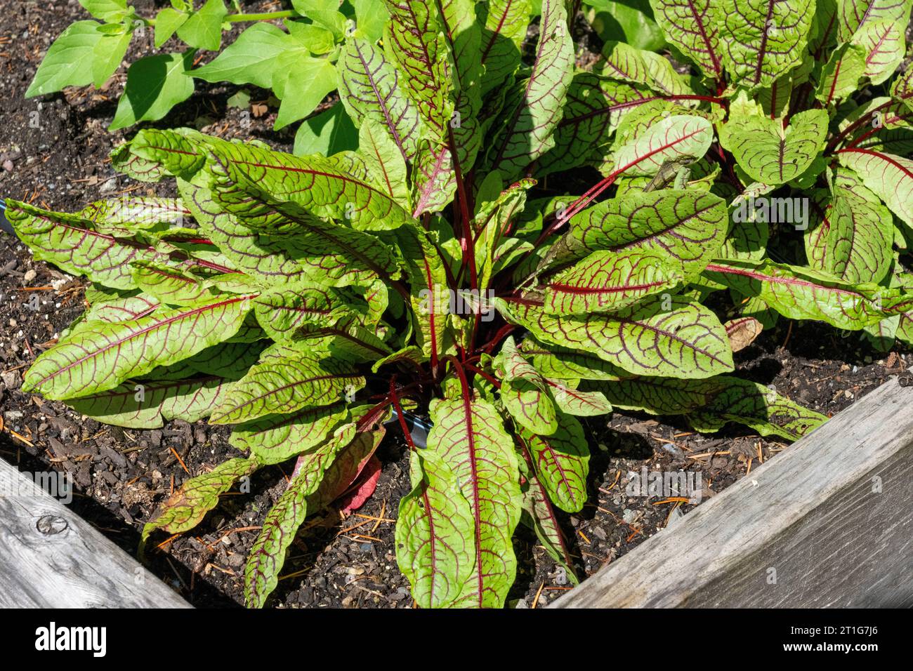 Issaquah, Washington, USA.  Blood-Veined Sorrel plants in a raised bed garden Stock Photo