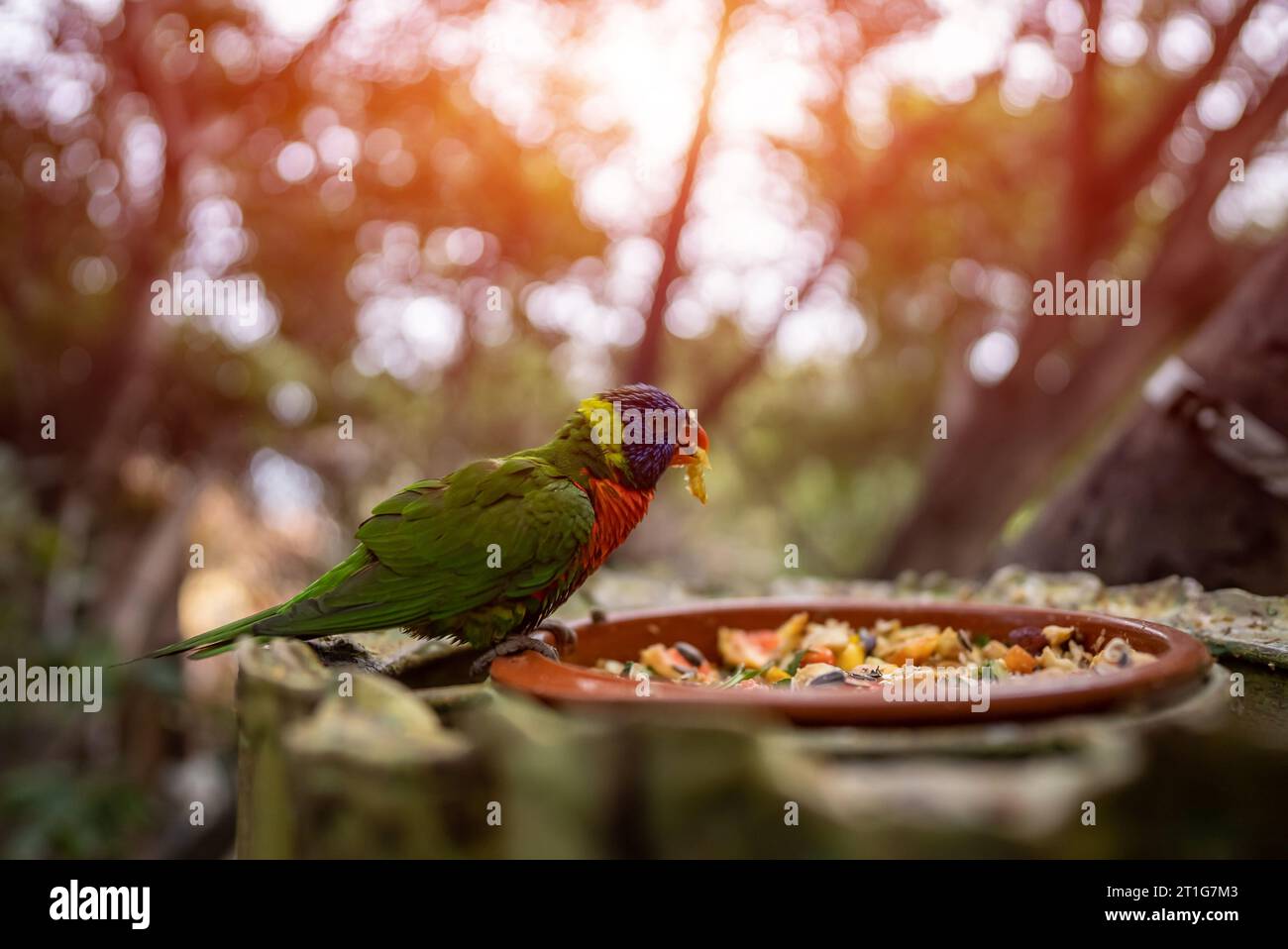 colourful parrot loriini or lorikeet bird cereal and fruit slices in green zoo Stock Photo