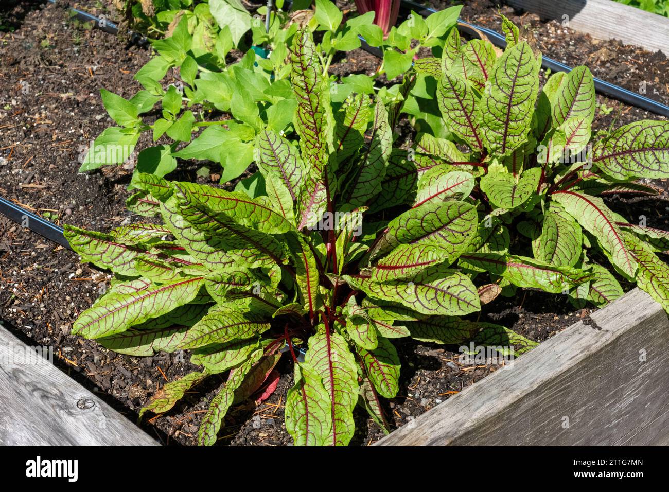 Issaquah, Washington, USA.  Blood-Veined Sorrel plants in a raised bed garden Stock Photo