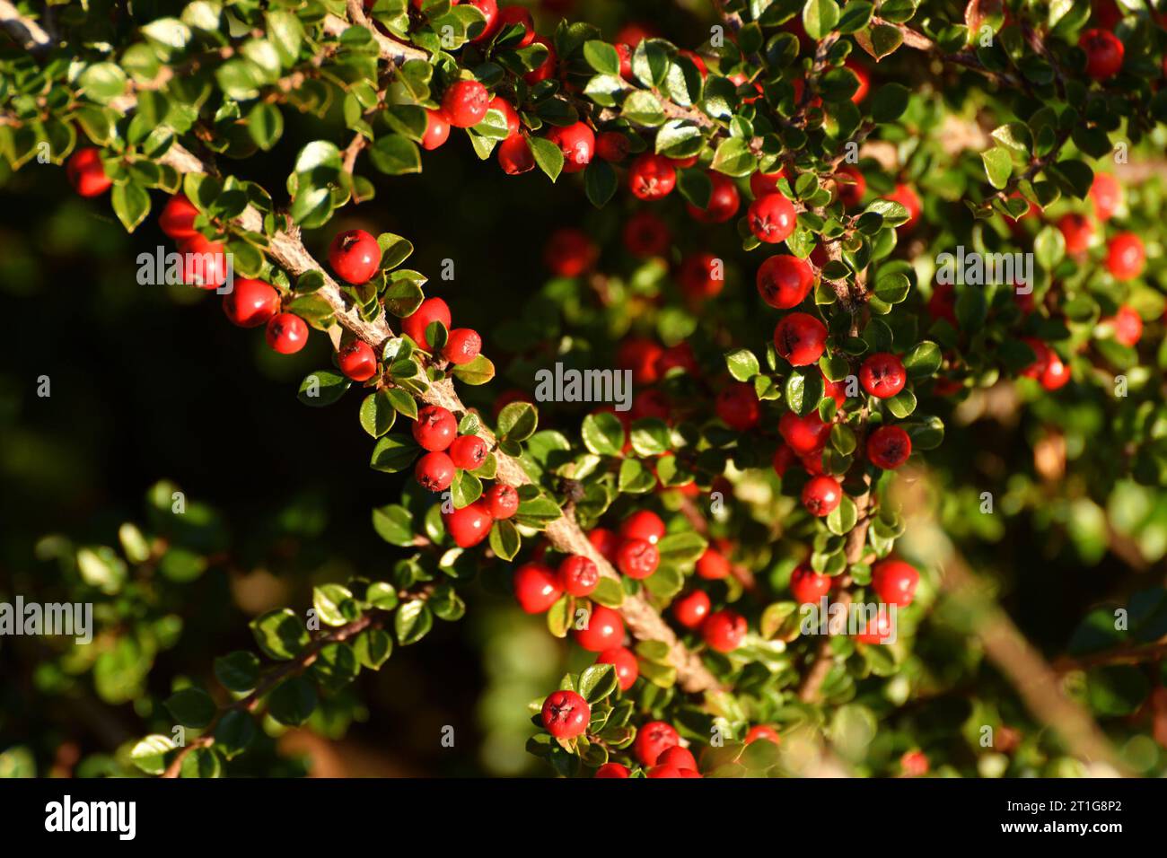 Cotoneaster - ornamental deciduous shrub with a berries, used in landscape design. Autumn Stock Photo