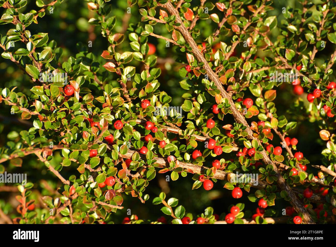 Cotoneaster - ornamental deciduous shrub with a berries, used in landscape design. Autumn Stock Photo