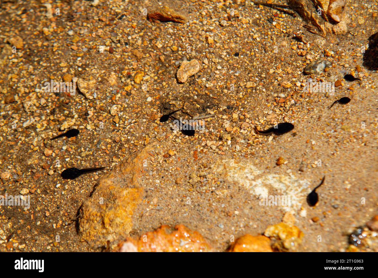 tadpoles in an outdoor pond in Rio de Janeiro, Brazil. Stock Photo