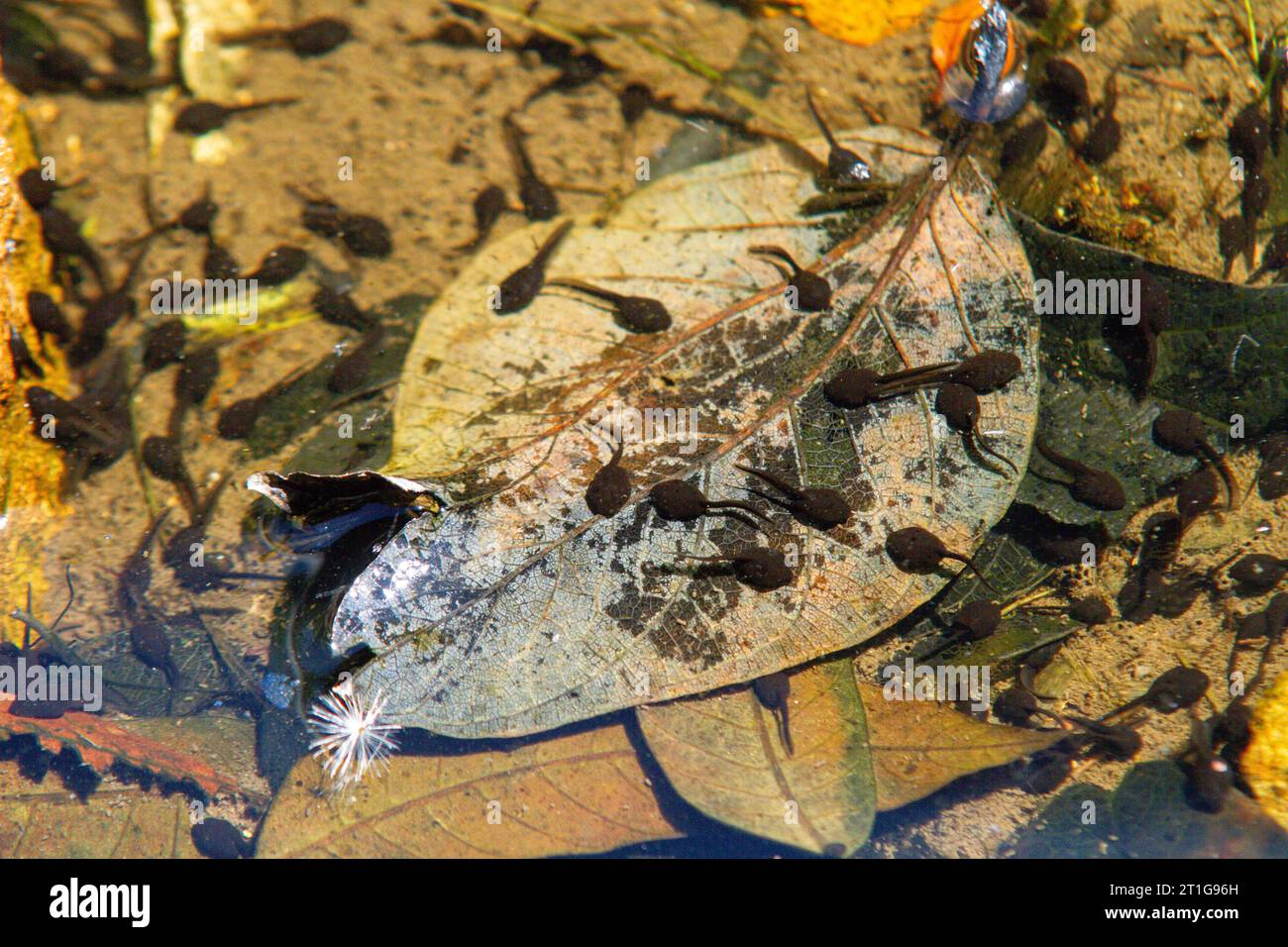 tadpoles in an outdoor pond in Rio de Janeiro, Brazil. Stock Photo