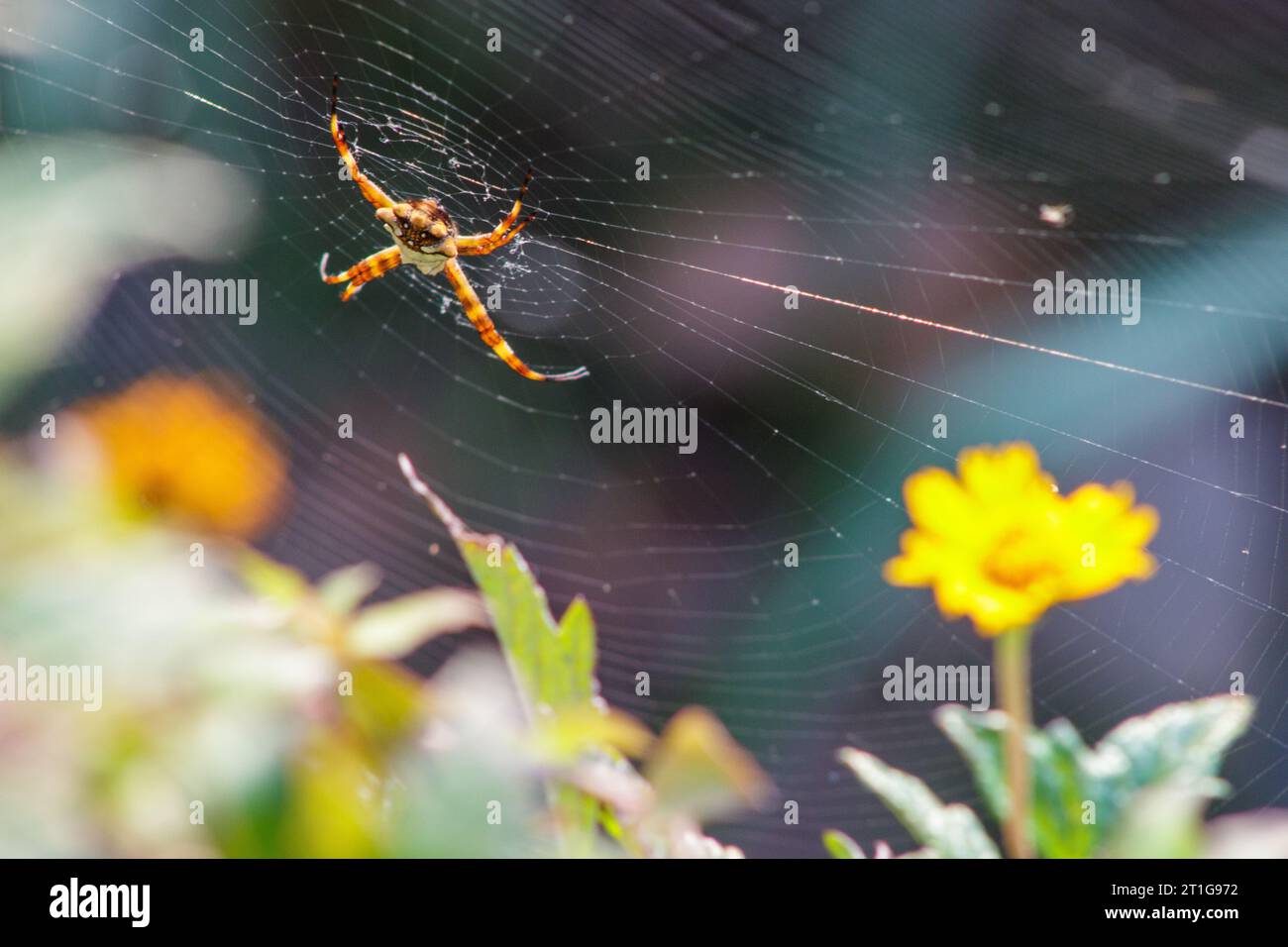 Silver spider outdoors in Rio de Janeiro, Brazil. Stock Photo