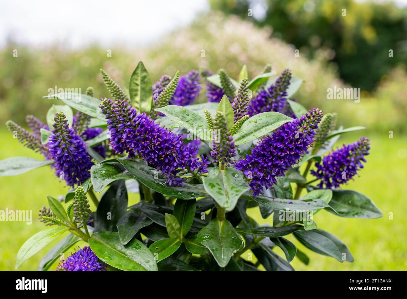 Close up of purple hebe flowers in bloom Stock Photo