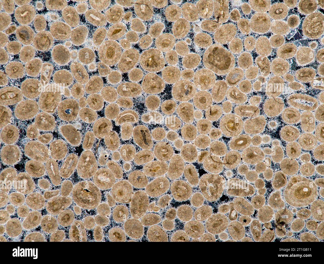 Oolitic limestone, sedimentary, Wheatly, Oxfordshire, UK, Calcite, iron stained. Stock Photo