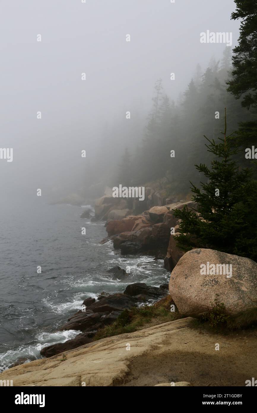Foggy forest views in hi-res stock photography and images - Alamy