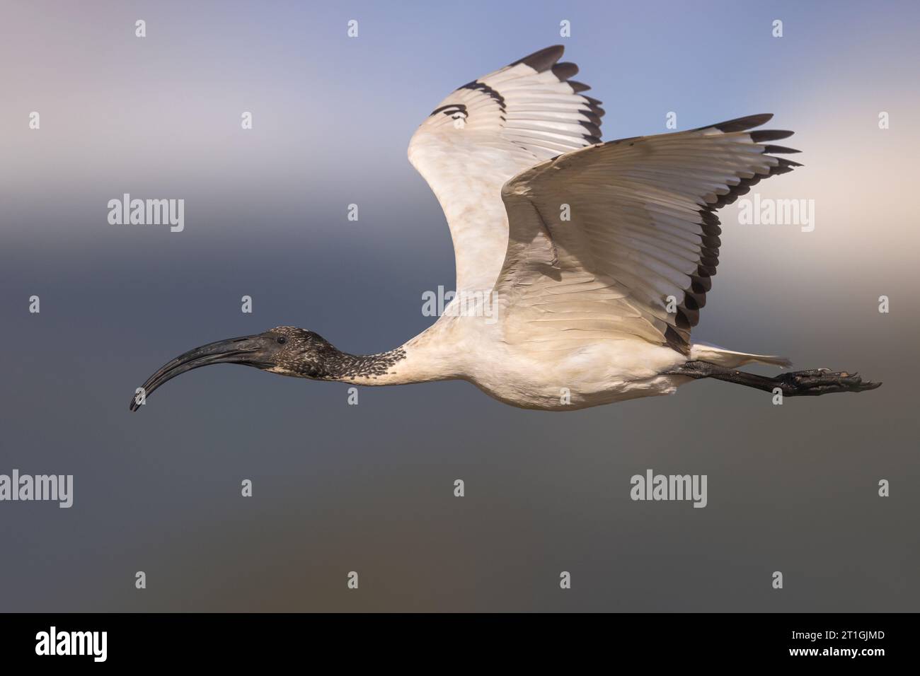 sacred ibis (Threskiornis aethiopicus), in flight, escaped, Italy, Tuscany Stock Photo