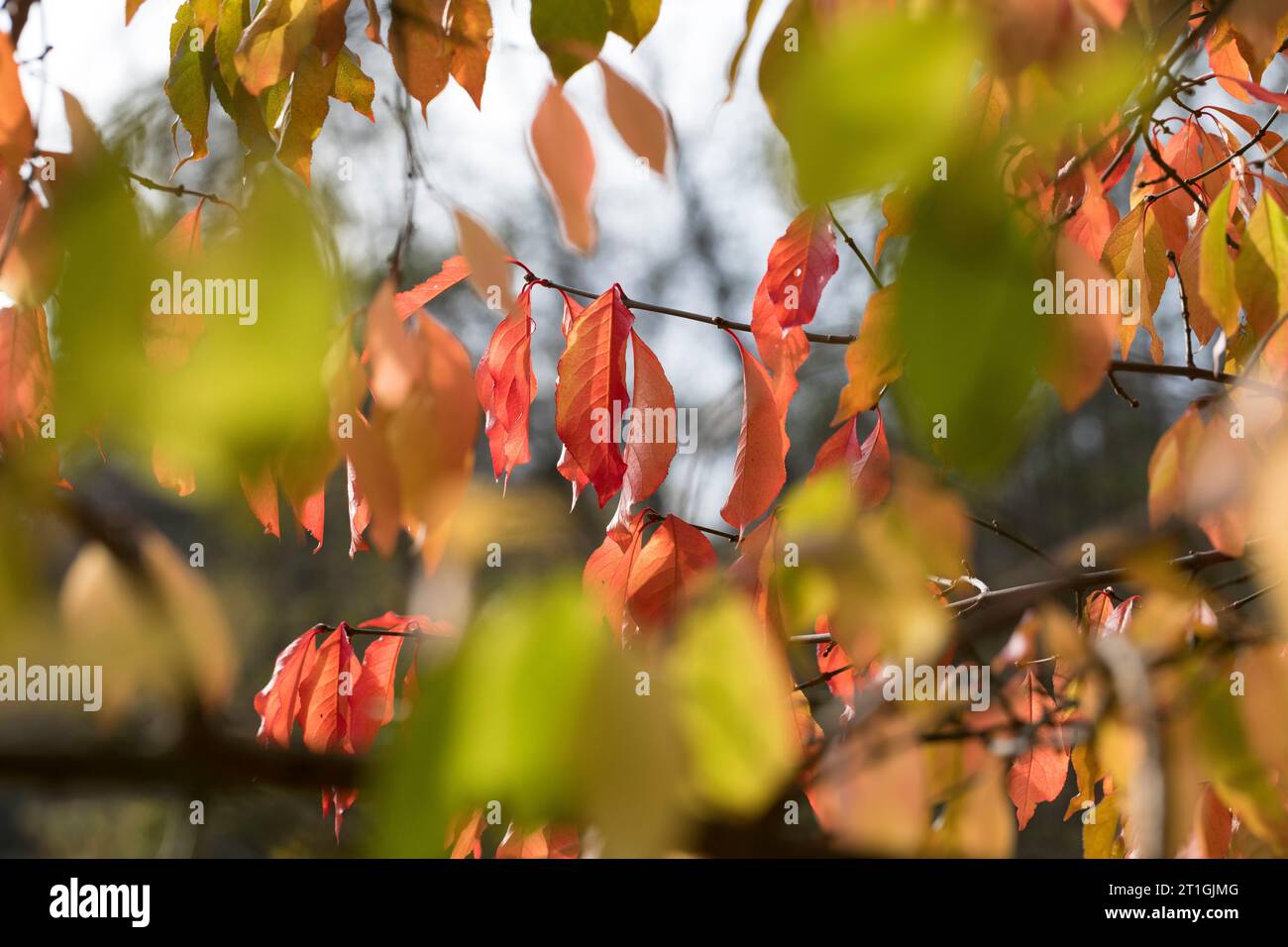 European spindle-tree (Euonymus europaea, Euonymus europaeus), leaves in autumn, Germany Stock Photo