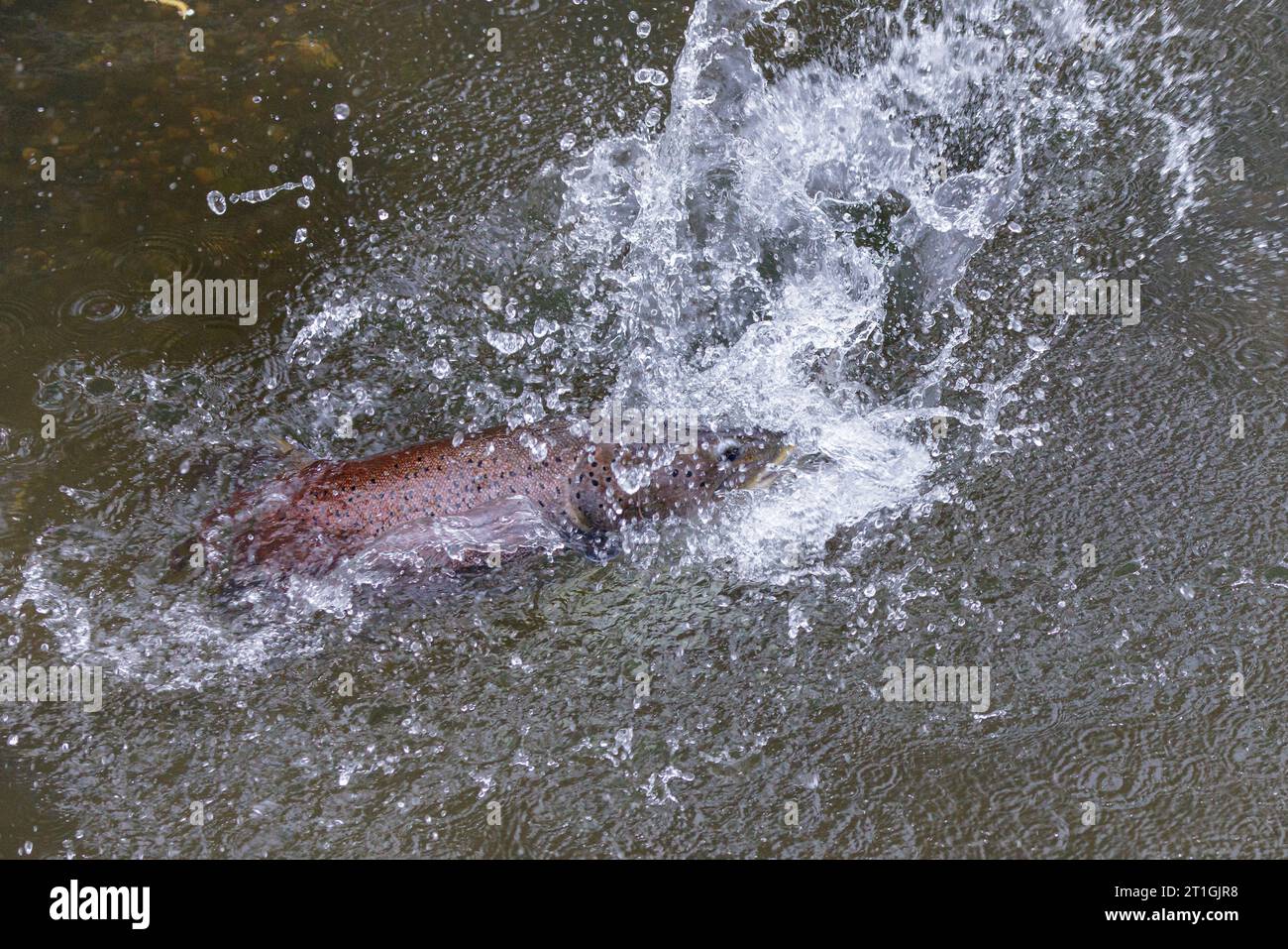 Danube salmon, huchen (Hucho hucho), milter attacking rivals at spawning site, Germany, Bavaria Stock Photo