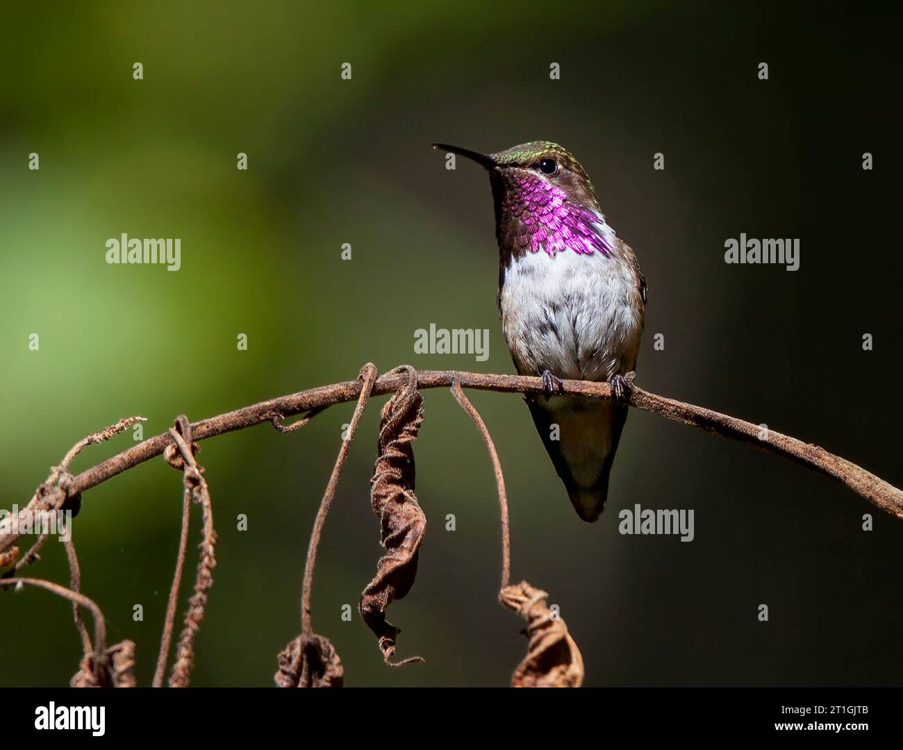 bumblebee hummingbird (Atthis heloisa heloisa, Atthis heloisa), male perched in southern Mexico, Mexico Stock Photo