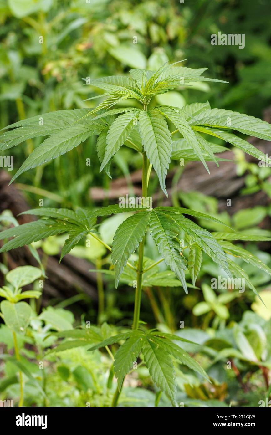 Indian hemp, marijuana, mary jane (Cannabis sativa), young plant Stock Photo