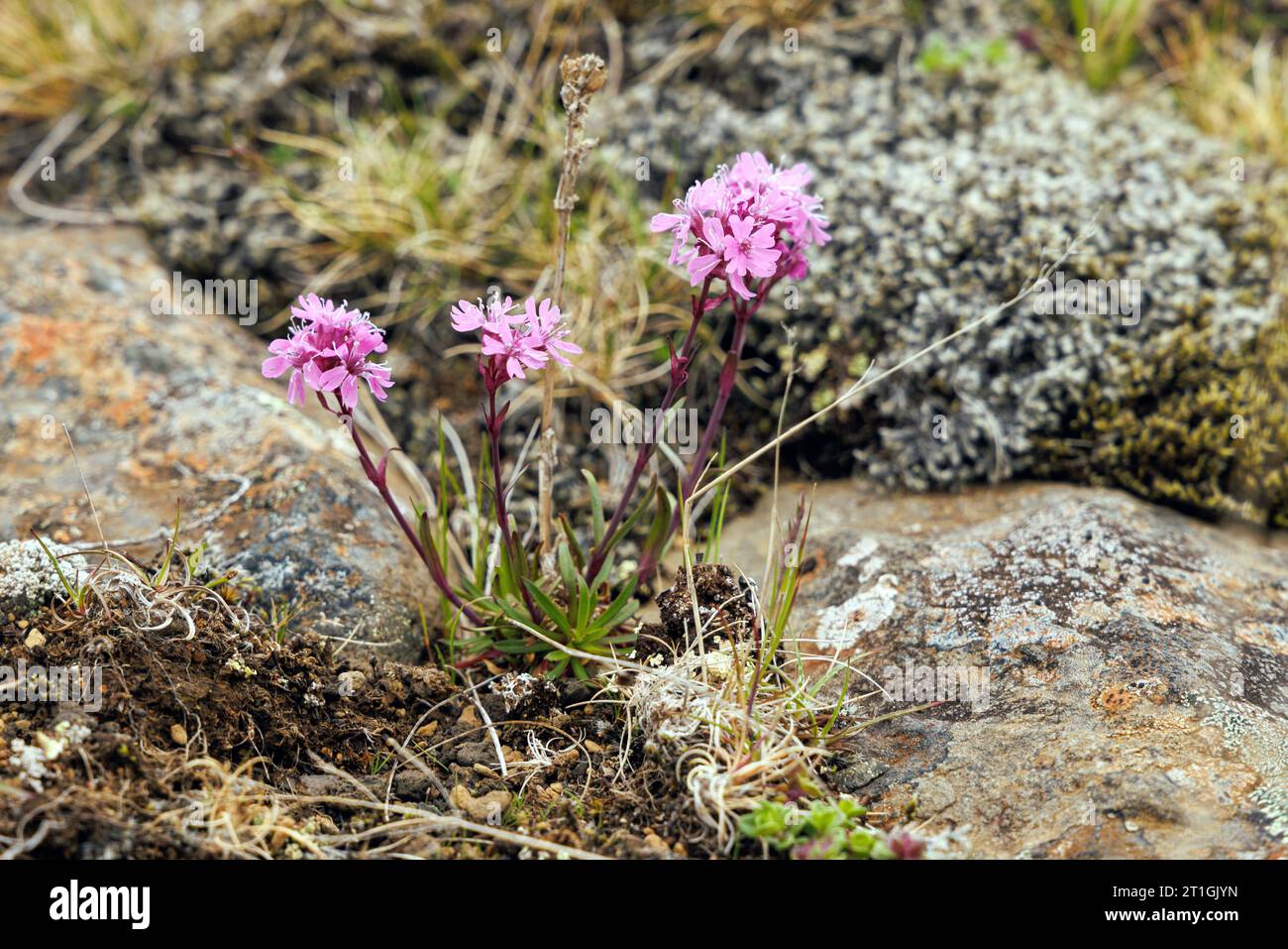 Alpine catchfly, campion (Silene suecica, Lychnis alpina, Viscaria alpina), blooming, Iceland Stock Photo