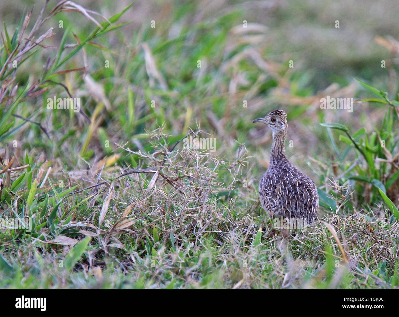 spotted nothura (Nothura maculosa), standing on the ground, Brazil Stock Photo