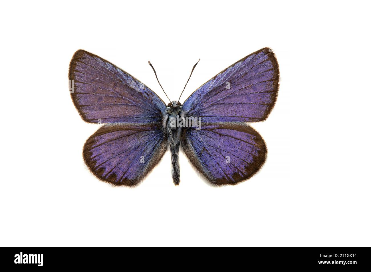 Idas Blue, Northern Blue (Plebejus idas, Plebeius idas), male, upper side, cut out Stock Photo