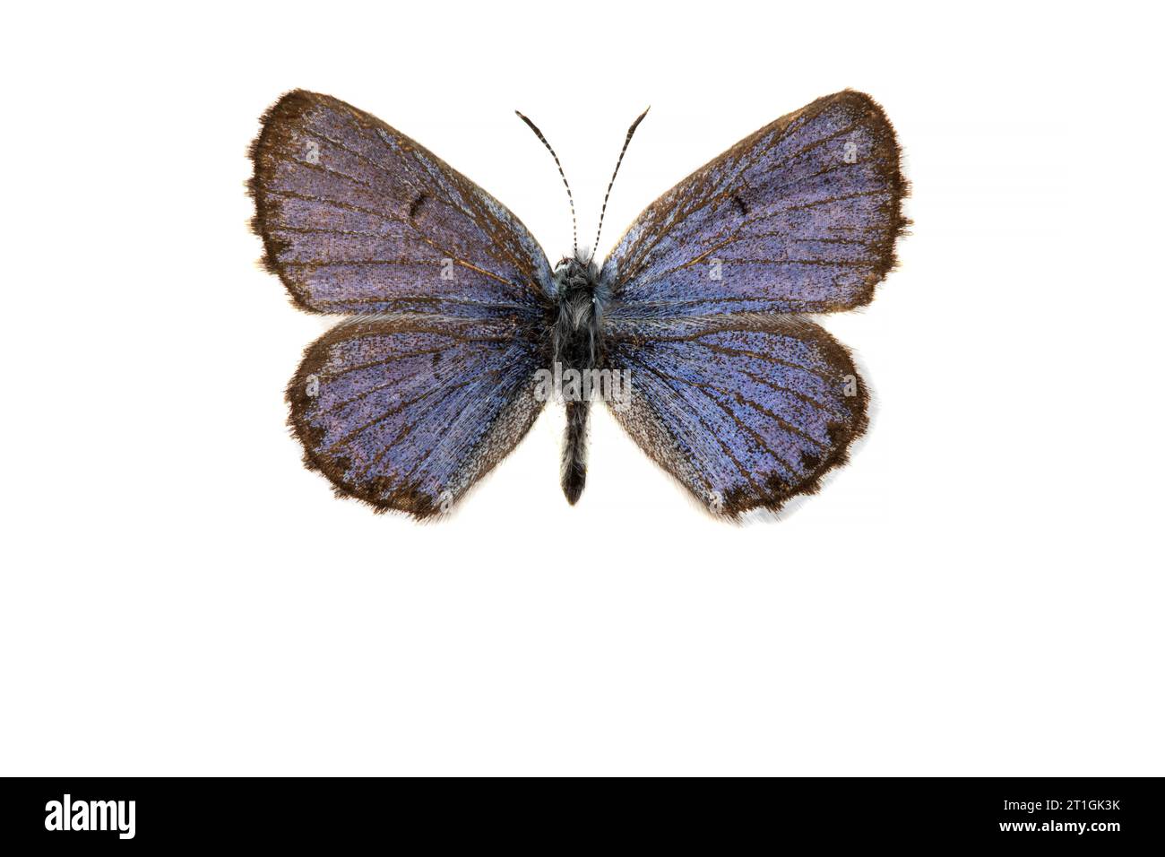 baton blue (Philotes baton, Pseudophilotes baton, Lycaena baton), male, upper side, cut out Stock Photo