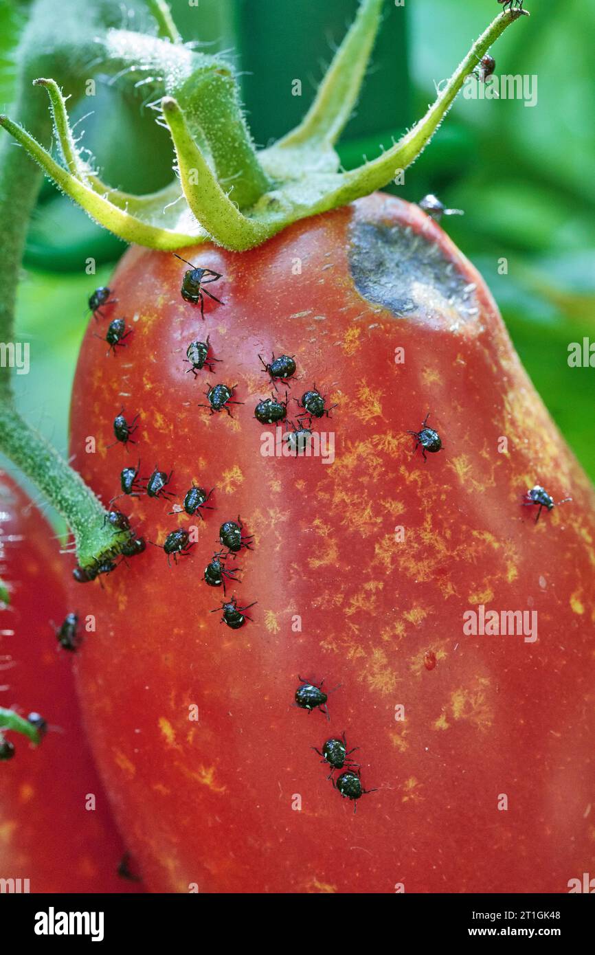 Southern green stink bug, Southern green shield bug, Green vegetable bug  (Nezara viridula), young and adult stink bugs have colonized a plum tomato, Stock Photo