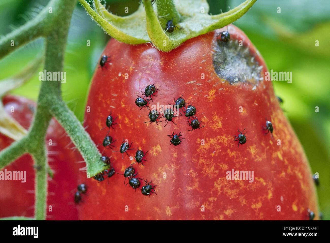 Southern green stink bug, Southern green shield bug, Green vegetable bug  (Nezara viridula), young and adult stink bugs have colonized a plum tomato, Stock Photo