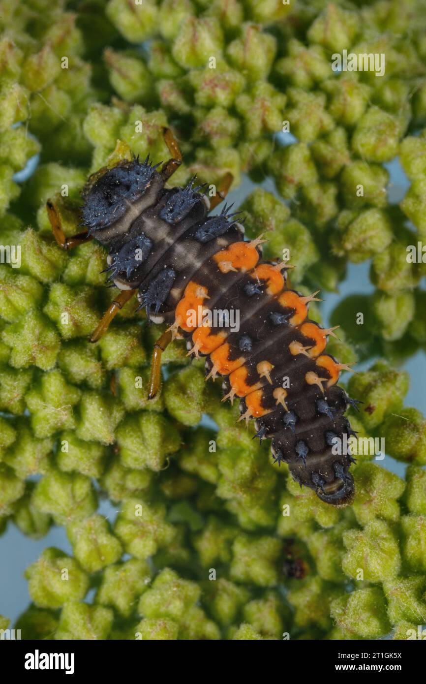 Multicoloured Asian beetle, harlequin, Asian Asian lady beetle, Halloween beetle (Harmonia axyridis), larva, Germany, Bavaria Stock Photo