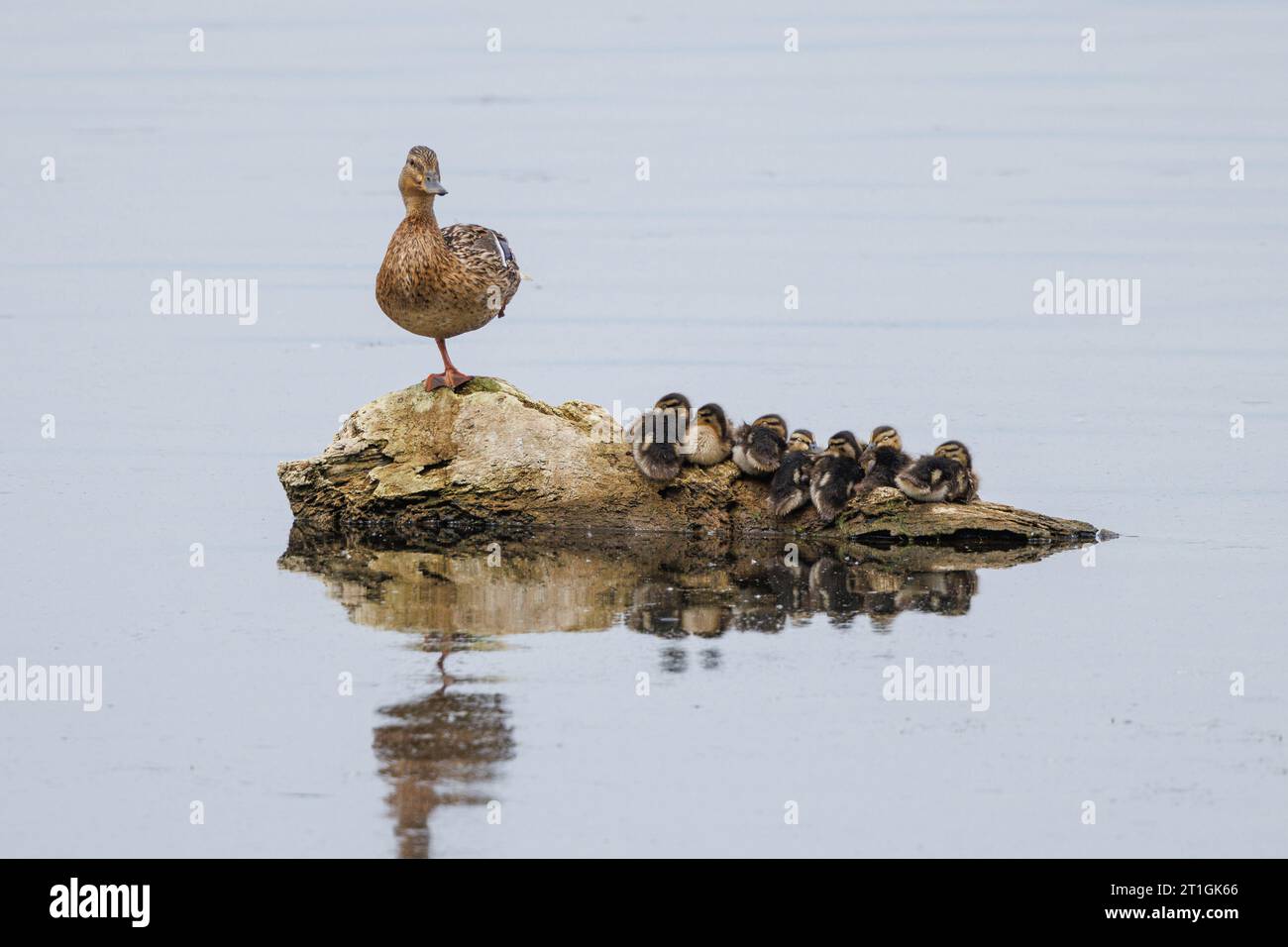 mallard (Anas platyrhynchos), female guarding the resting swarm of children on a small island, Germany, Bavaria, Lake Chiemsee Stock Photo