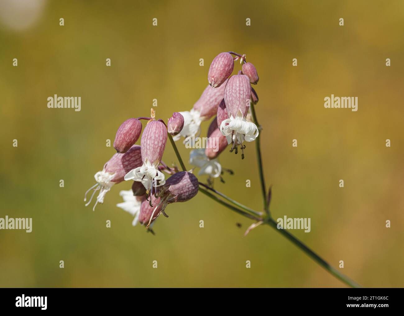 bladder campion, maiden's tears (Silene vulgaris), flowers, Germany, Bavaria, Isental Stock Photo