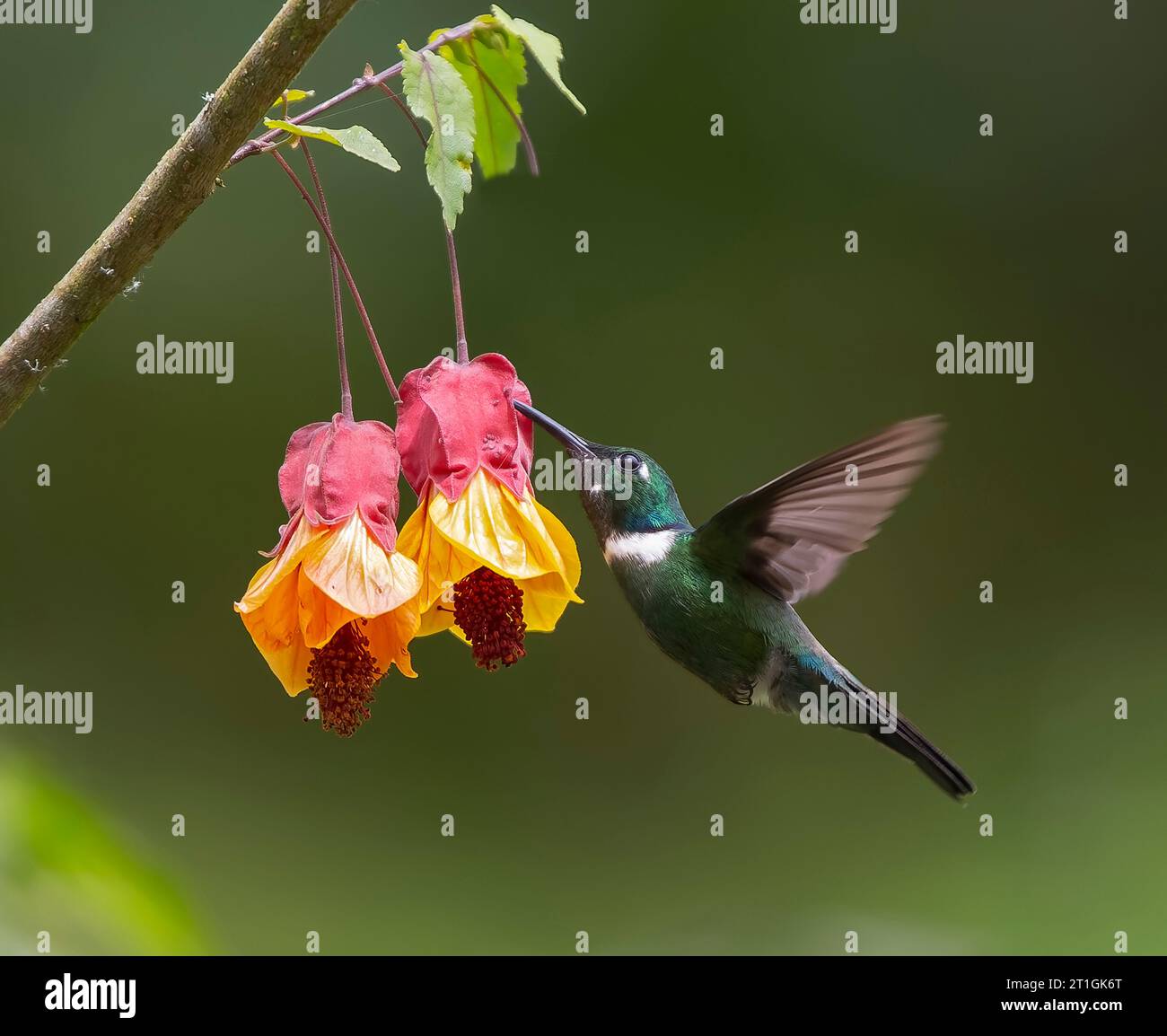 white-throated daggerbill, white-throated wedgebill, western wedge-billed hummingbird (Schistes albogularis), male in flight hovering feeding at base Stock Photo