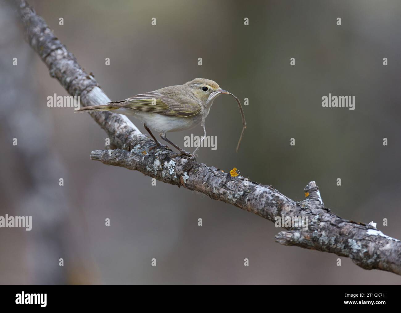 Eastern Bonelli's Warbler, Balkan warbler (Phylloscopus orientalis), sitting on a branch, Turkey Stock Photo
