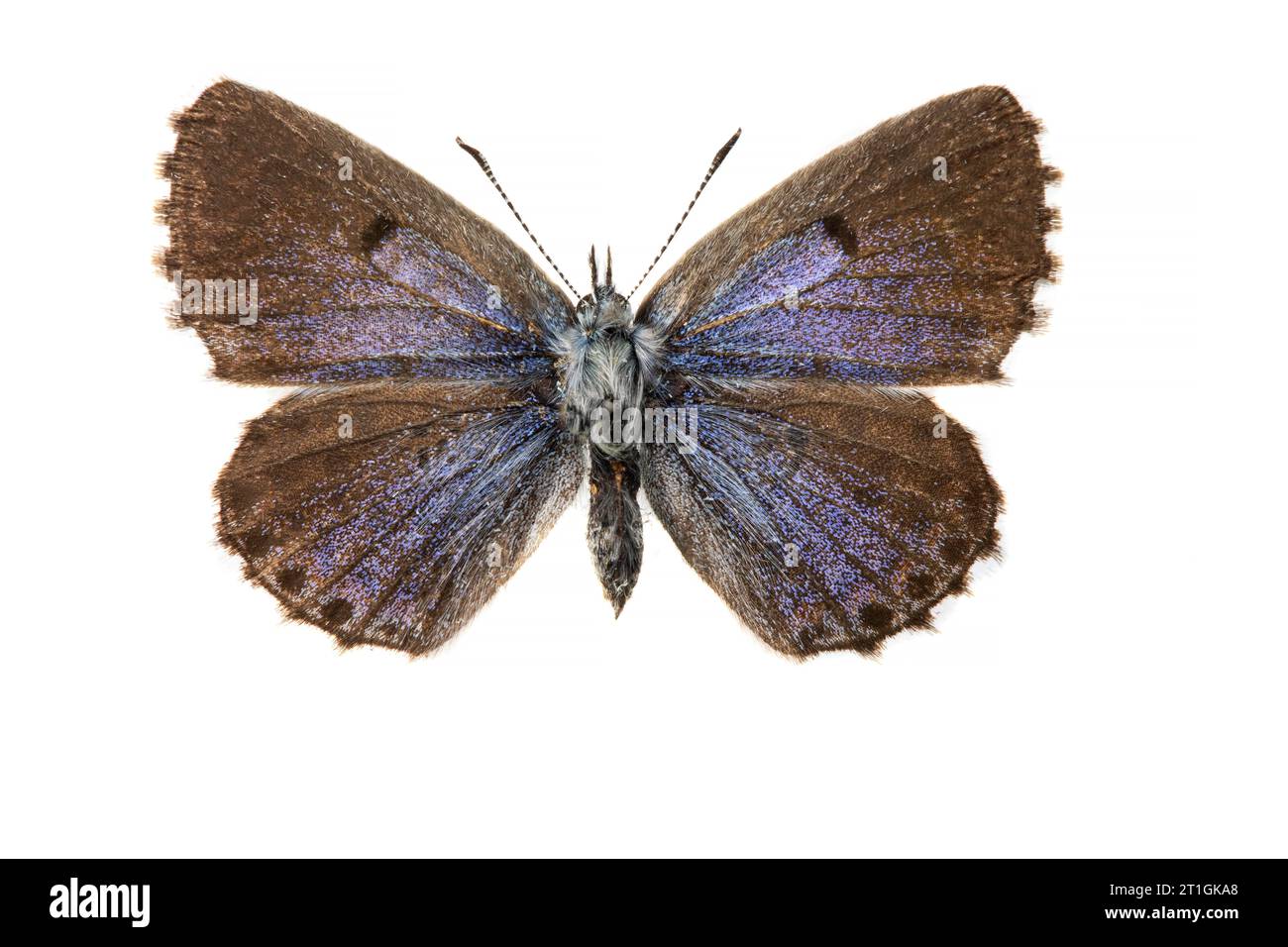 baton blue (Philotes baton, Pseudophilotes baton, Lycaena baton), female, underside, cut out Stock Photo