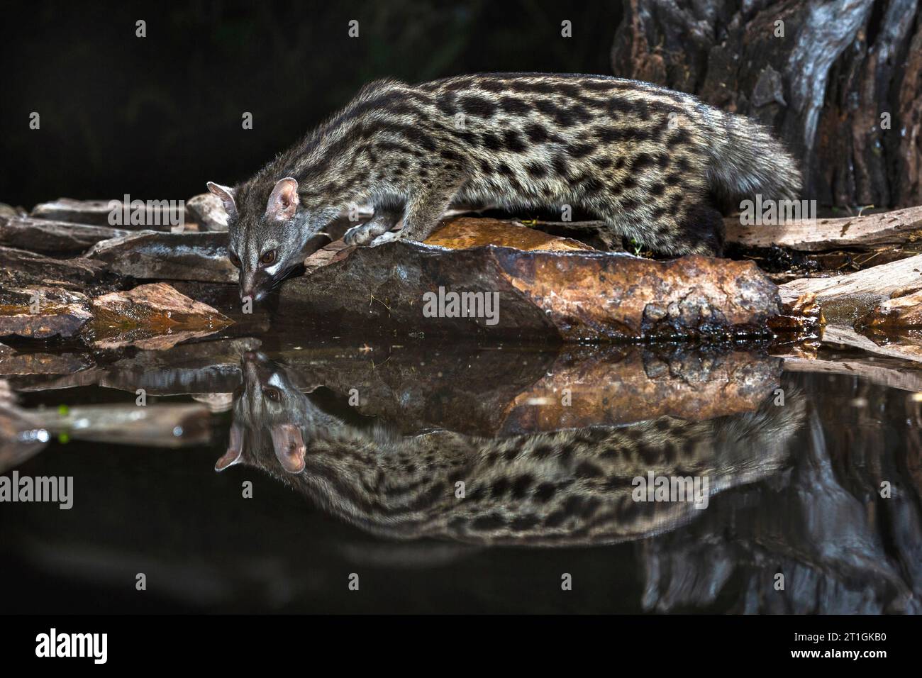 Smallspotted Common climbing over dead
