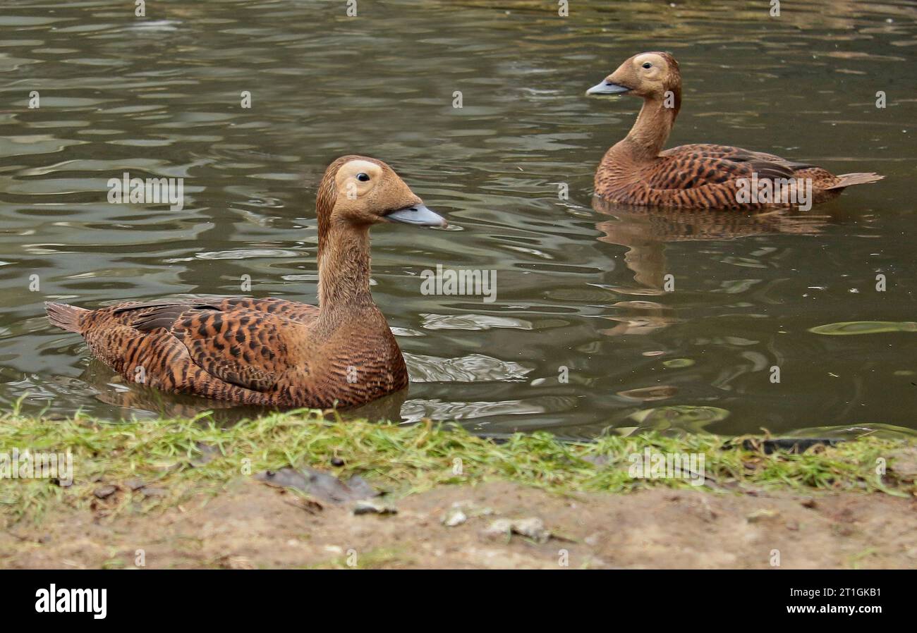 spectacled eider (Somateria fischeri), two young females swimming, side view, Netherlands, Gelderland Stock Photo