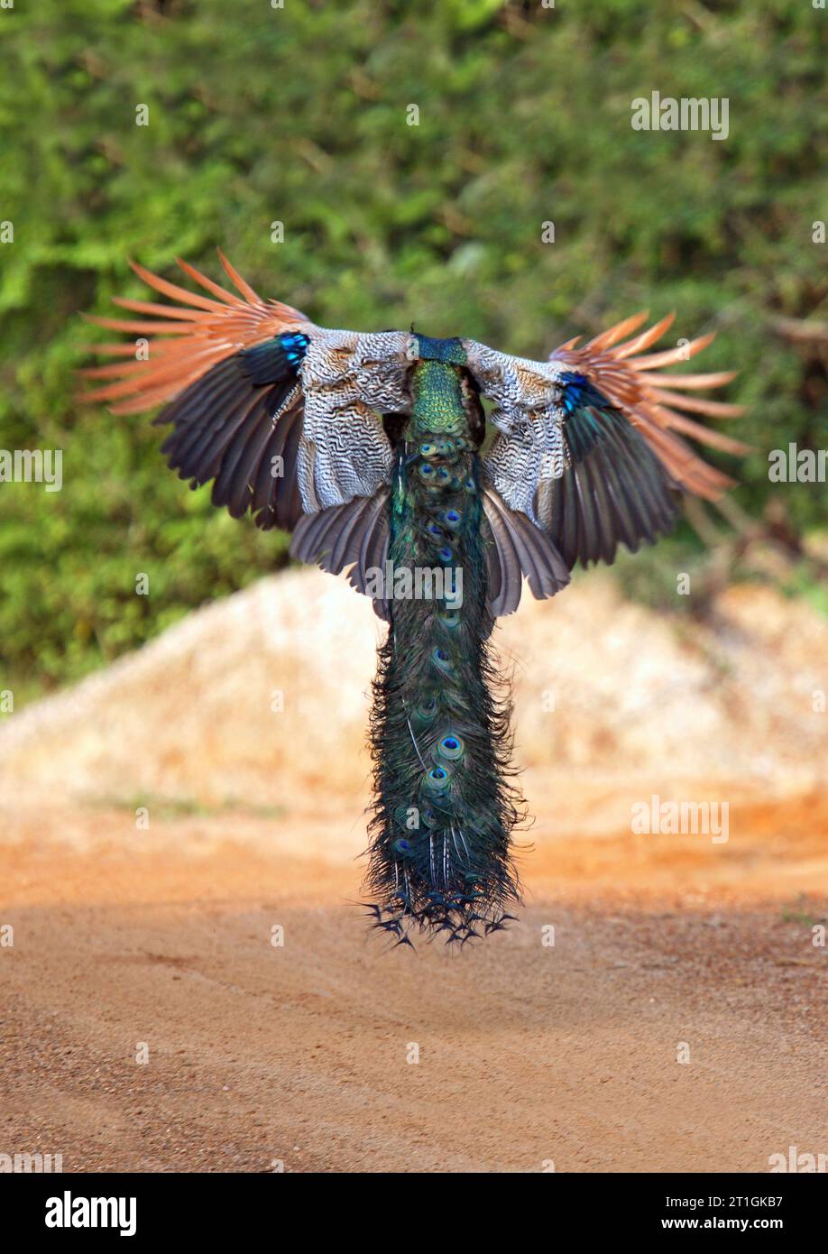 Common peafowl, Indian peafowl, blue peafowl (Pavo cristatus), male landing, India Stock Photo