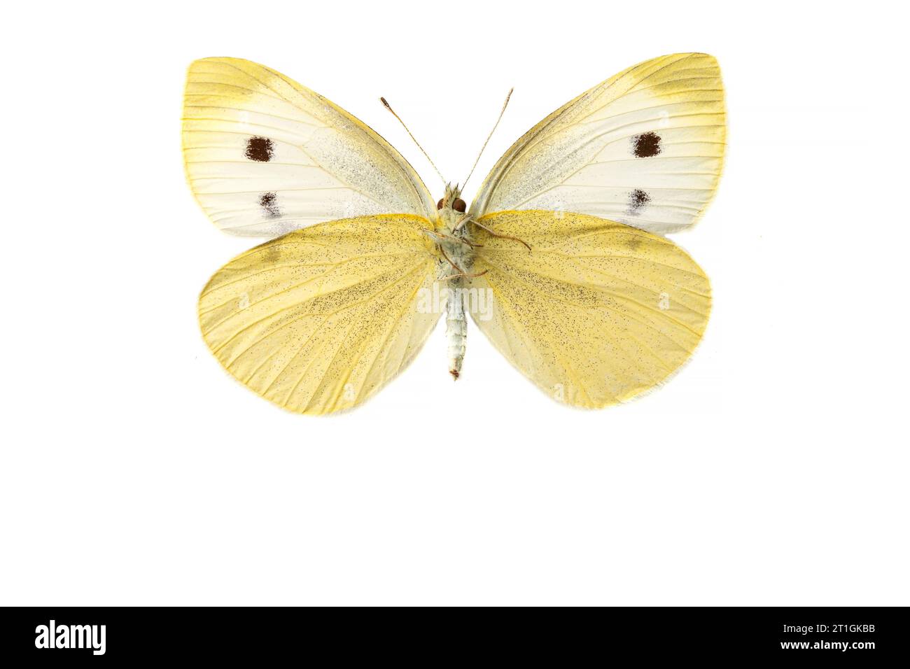 Small white, Cabbage butterfly, Imported cabbageworm (Pieris rapae