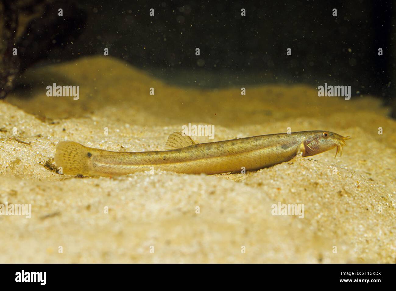 Japanese weatherfish (Misgurnus anguillicaudatus), on sandy ground, side view Stock Photo