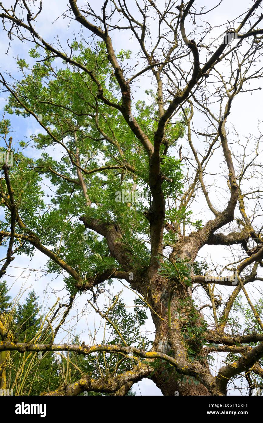 Chalara ash dieback, Chalara dieback, Ash dieback (Chalara fraxinea, Hymenoscyphus fraxineus, Hymenoscyphus pseudoalbidus), ash dieback at common Stock Photo