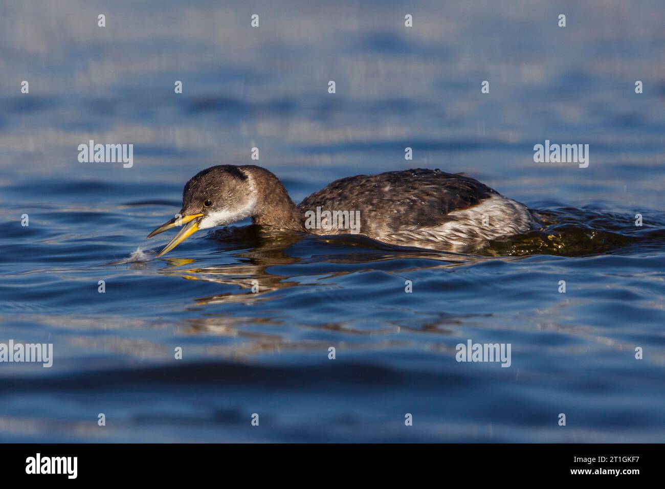 red-necked grebe (Podiceps grisegena), on water, winter plumage, Italy, Tuscany Stock Photo