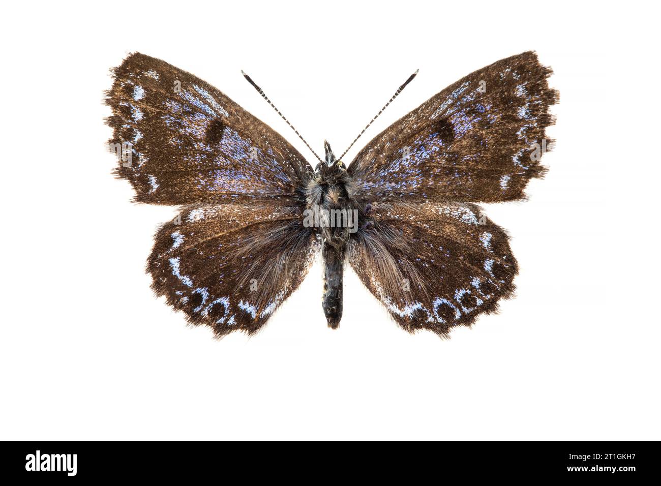 chequered blue (Scolitantides orion, Scolitantides ultraornata), male, upper side, cut out Stock Photo