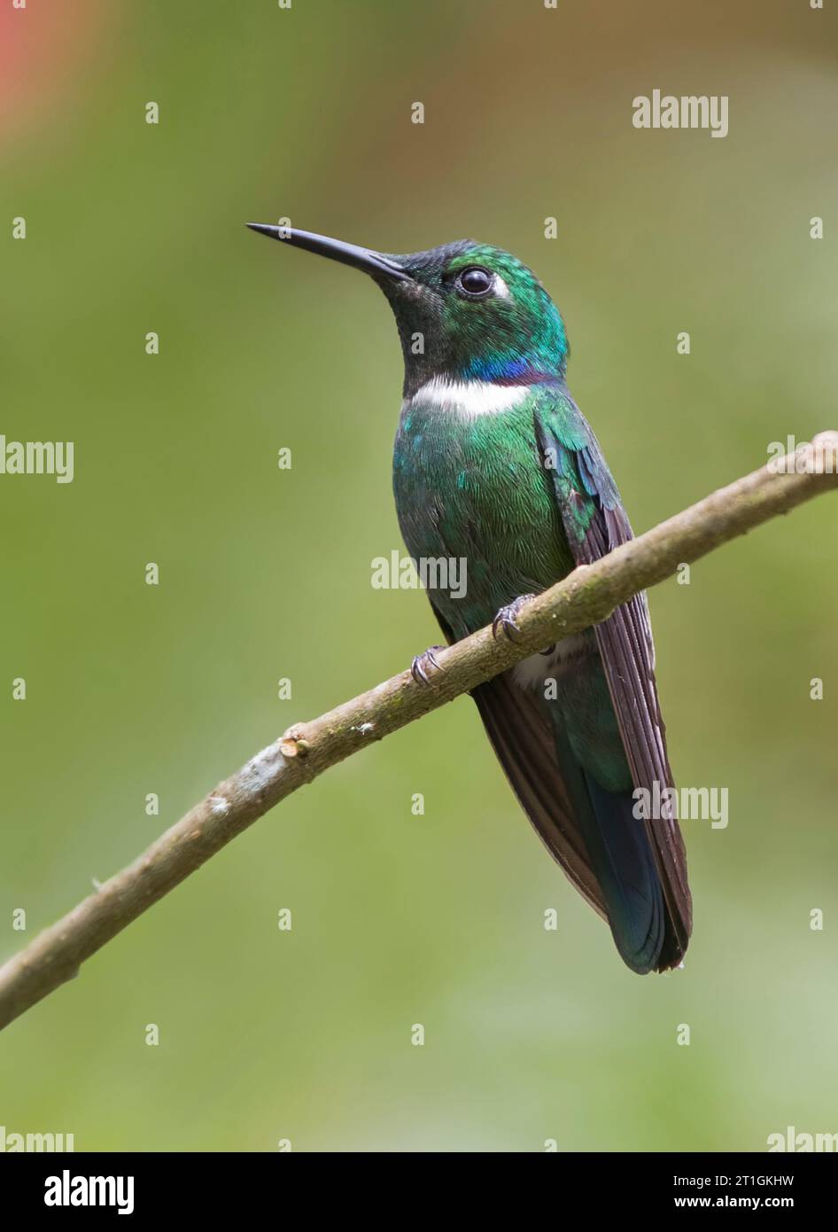 white-throated daggerbill, white-throated wedgebill, western wedge-billed hummingbird (Schistes albogularis), male perched on a branch, Colombia Stock Photo